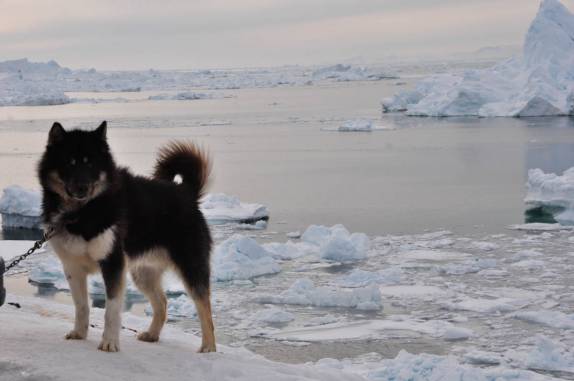 Um Greenland Husky, animal mais popular em Ilulissat, na Groelândia
